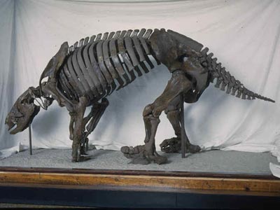 Complete Megatherium