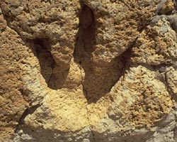 T-Rex footprint