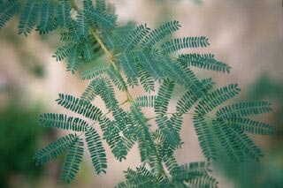 Acacia tree close-up