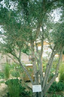 Olive tree