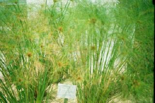 Papyrus plant